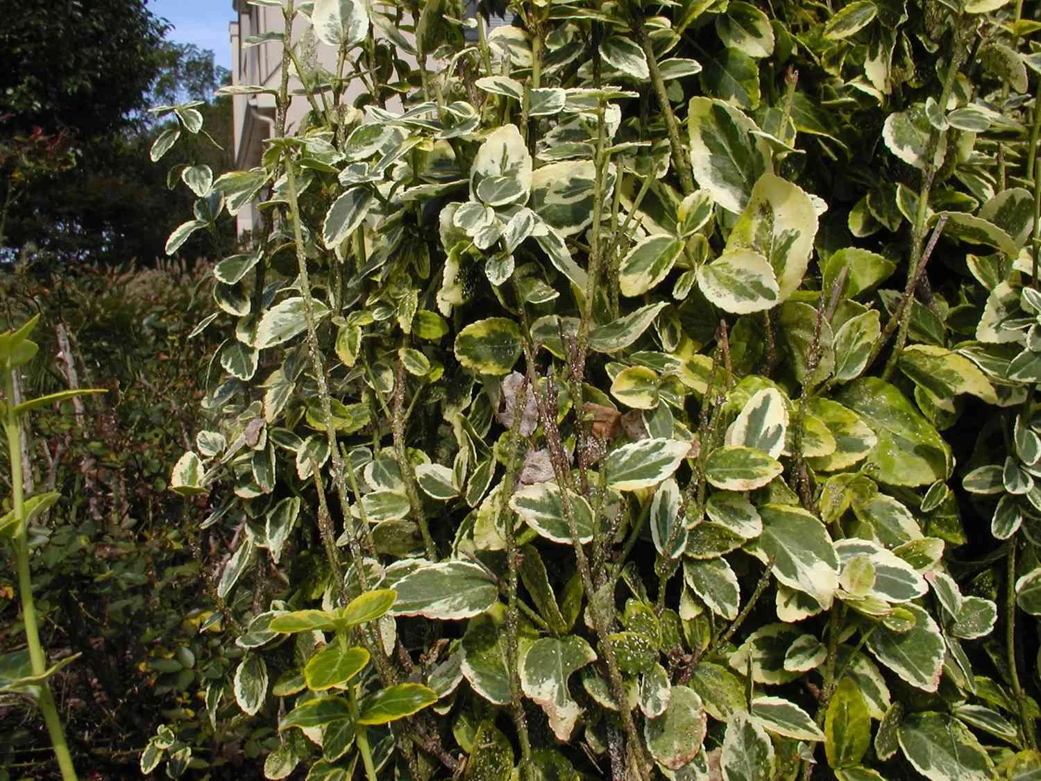 We’re Seeing a Lot of Euonymus Scale: Check Your Plants