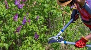 When Is the Best Time to Prune Lilacs in New Hampshire