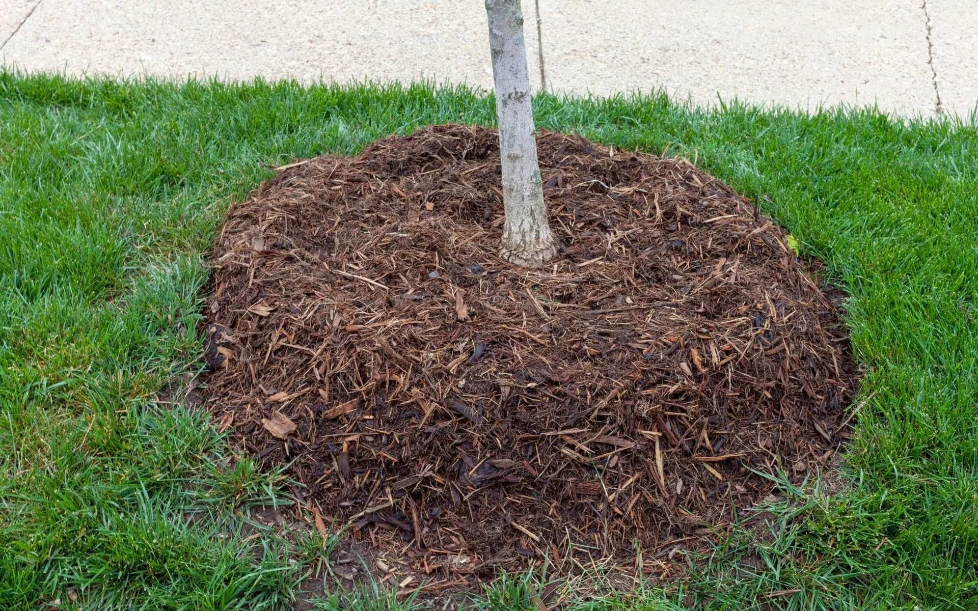 Mulch Volcano Easy to Prevent Difficult to Fix