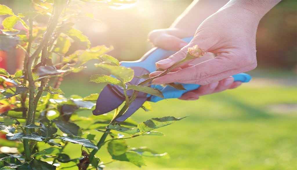 Hard vs. Light Pruning: When to Rejuvenate Old Shrubs | NH Seacoast