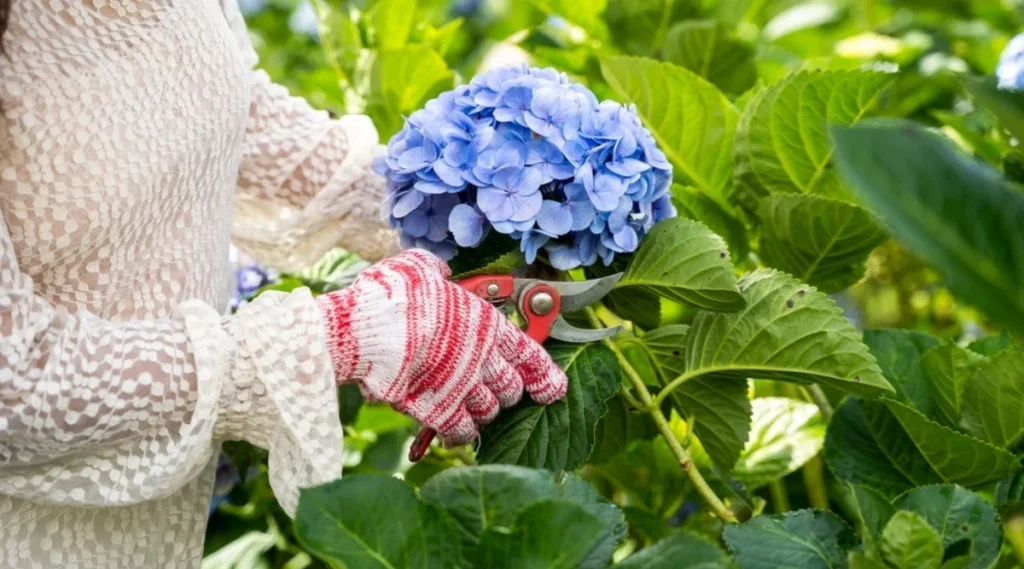 Pruning Hydrangeas for Reliable Blooms | NH Seacoast