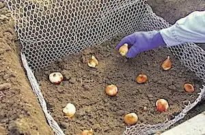 Caging Tulips (Hardware Cloth) To Stop Critter Raids