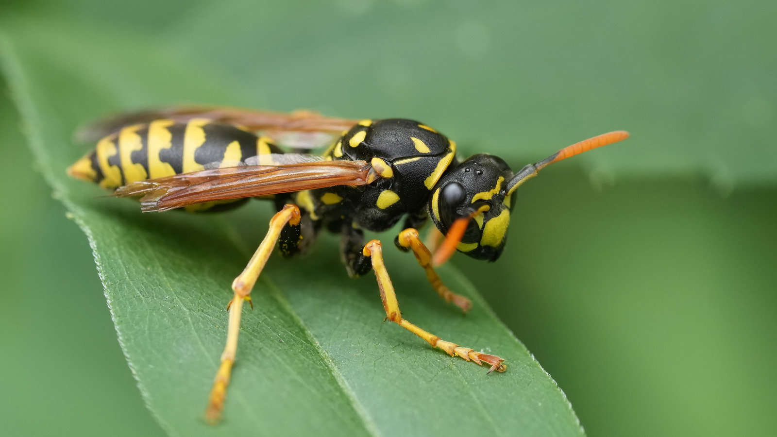Yellowjackets &amp; Wasps Peak—Safe Nest-Avoidance For Gardeners