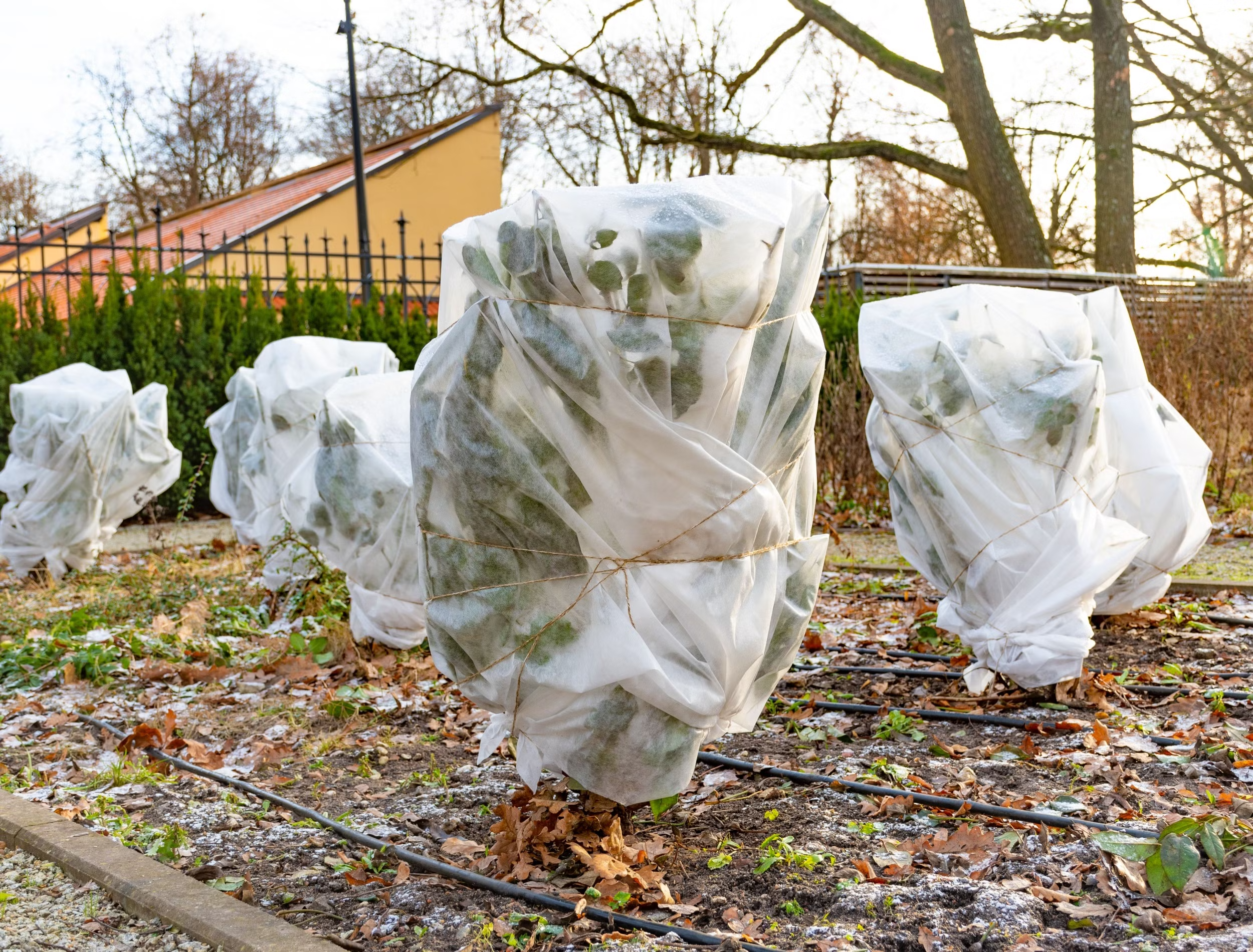 Protecting Evergreens from Winter Burn: Tips for Seacoast Gardens