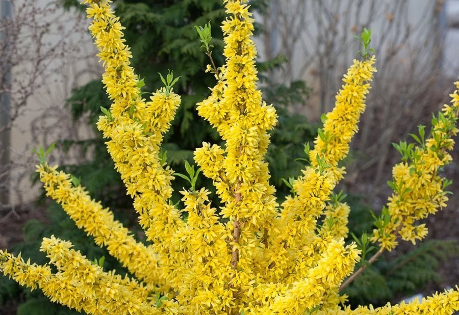 Pruning Forsythia Early for Structure and Spring Show | NH Seacoast