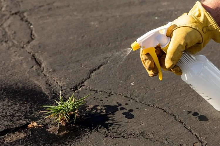 How to Kill Weeds with Vinegar: 6 Essential Steps
