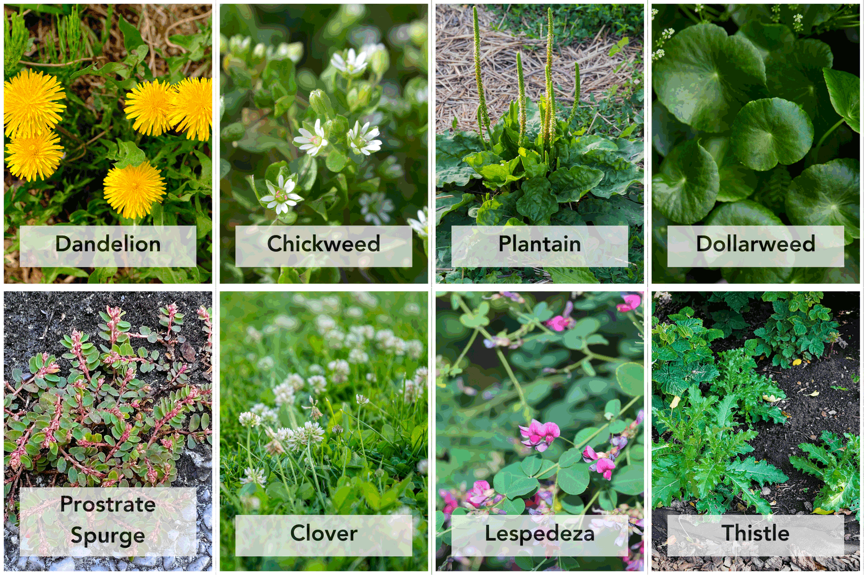 Common Weeds and How to Fight Them on the New Hampshire Seacoast