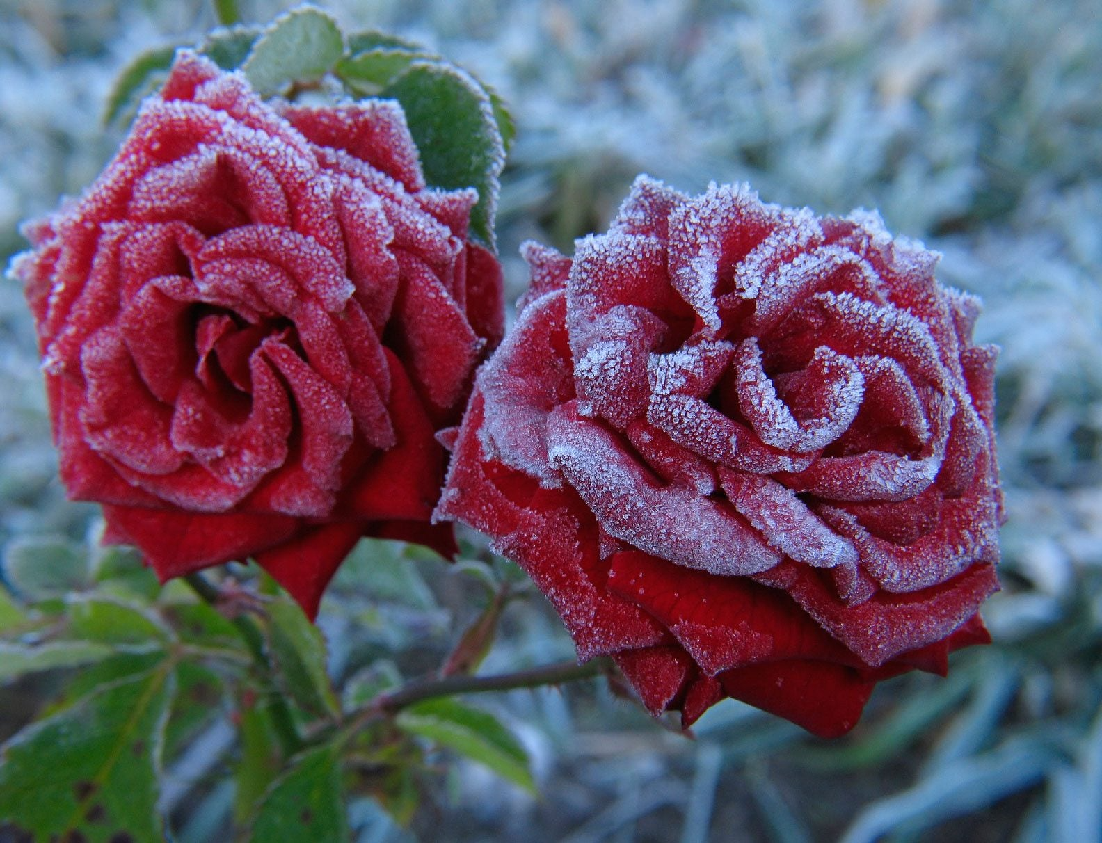 Pruning Hydrangeas and Roses Before Winter (Guidelines to prevent snow load breakage)