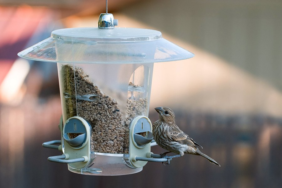 Keeping Backyard Bird Baths and Feeders Healthy Through Winter