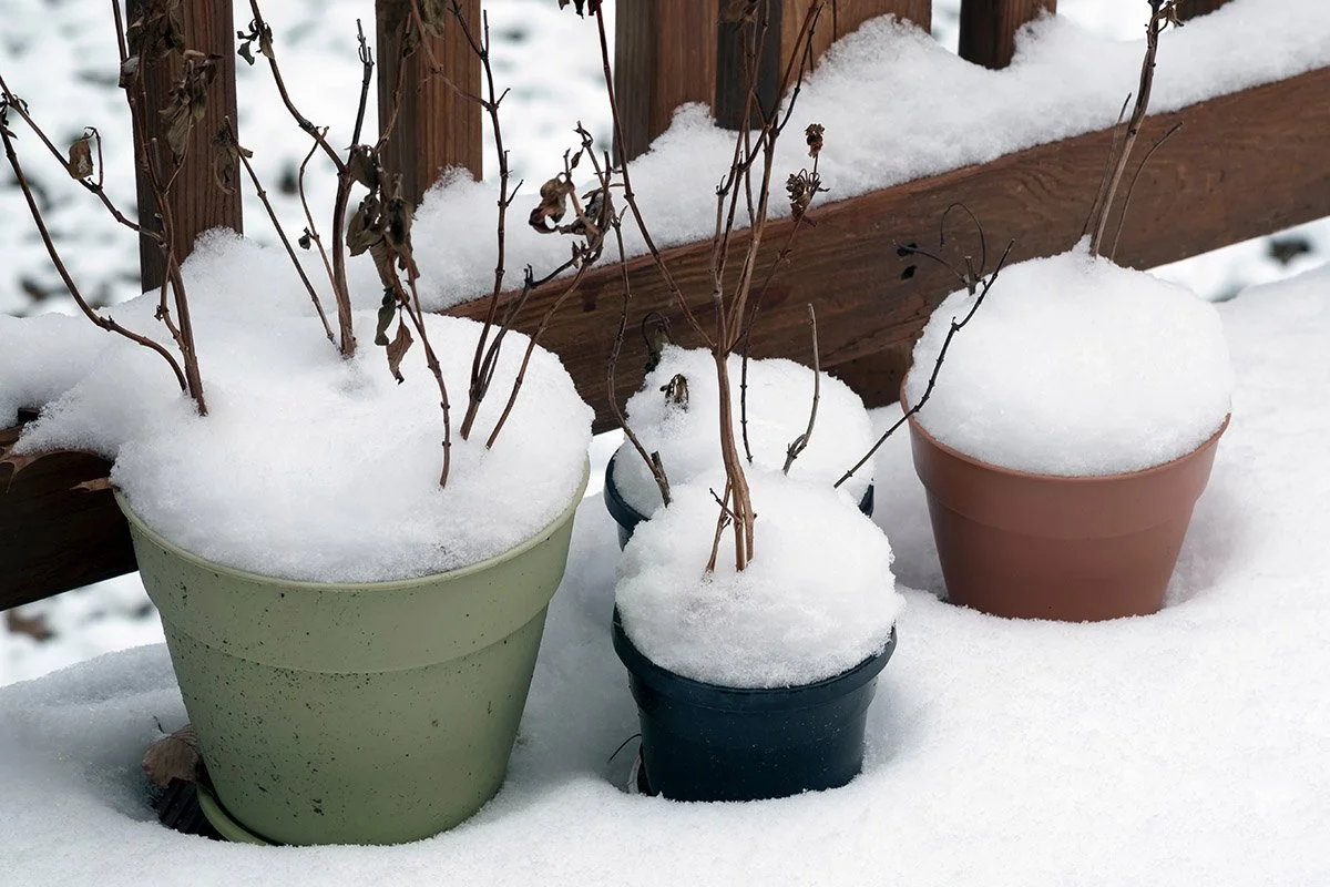 Protecting Outdoor Containers and Shrubs from Freeze: A Seacoast Gardener’s Winter Advice