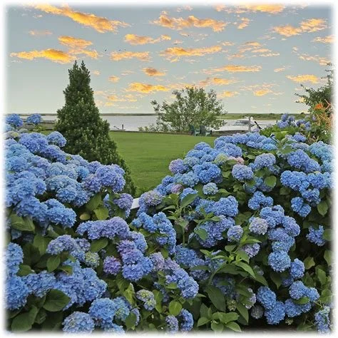 Bring that Cape Cod Hydrangea Vibe to the Seacoast 