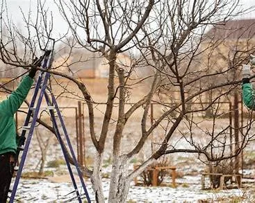 Winter Pruning in Portsmouth: What to Cut Now and What to Leave Alone