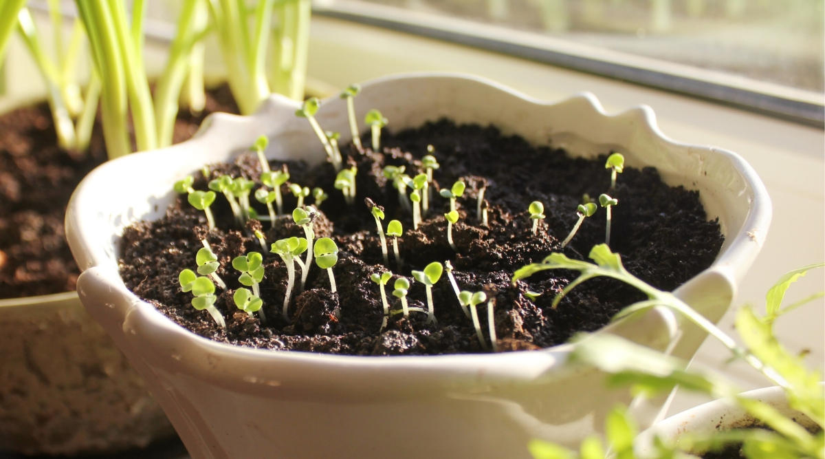 Starting Cool-Season Crops Indoors