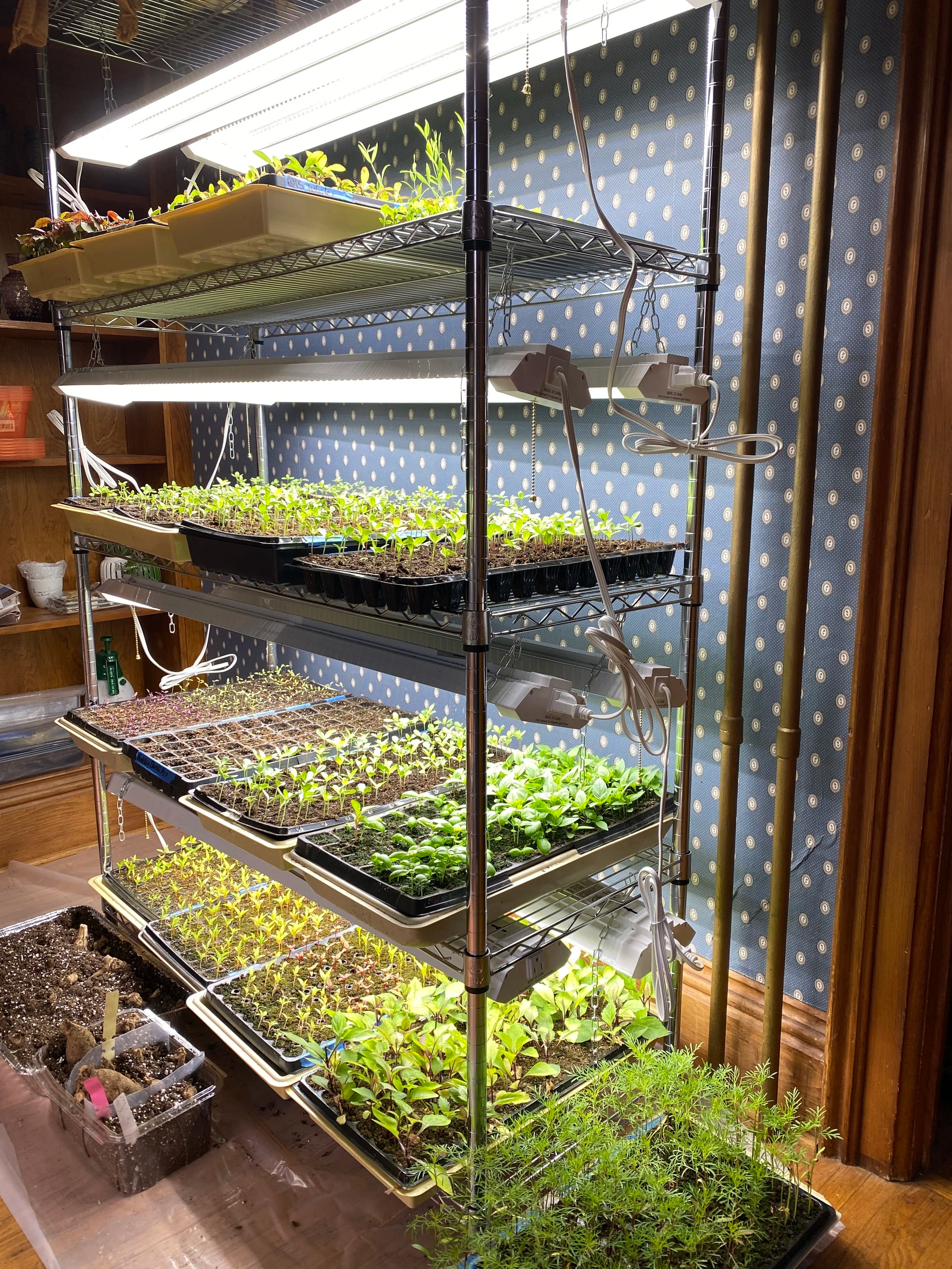 Prepping Seed Trays and Grow Lights for a Strong Start-A Late Winter Seedling Setup Guide for the Seacoast