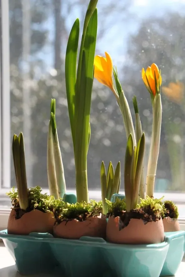 Caring for Indoor Bulbs After Bloom