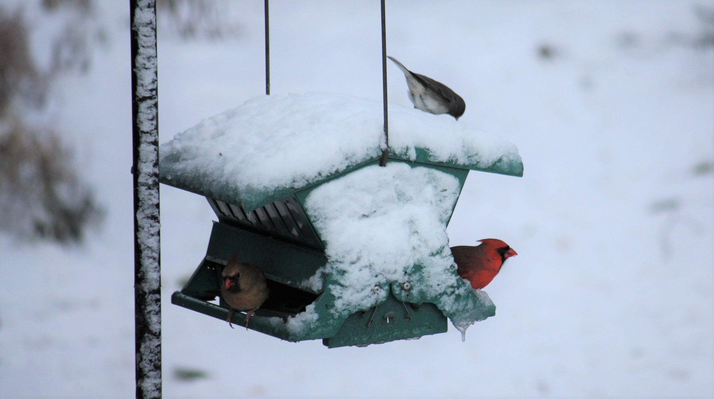 Winter Wildlife: Helping Birds and Pollinators Thrive