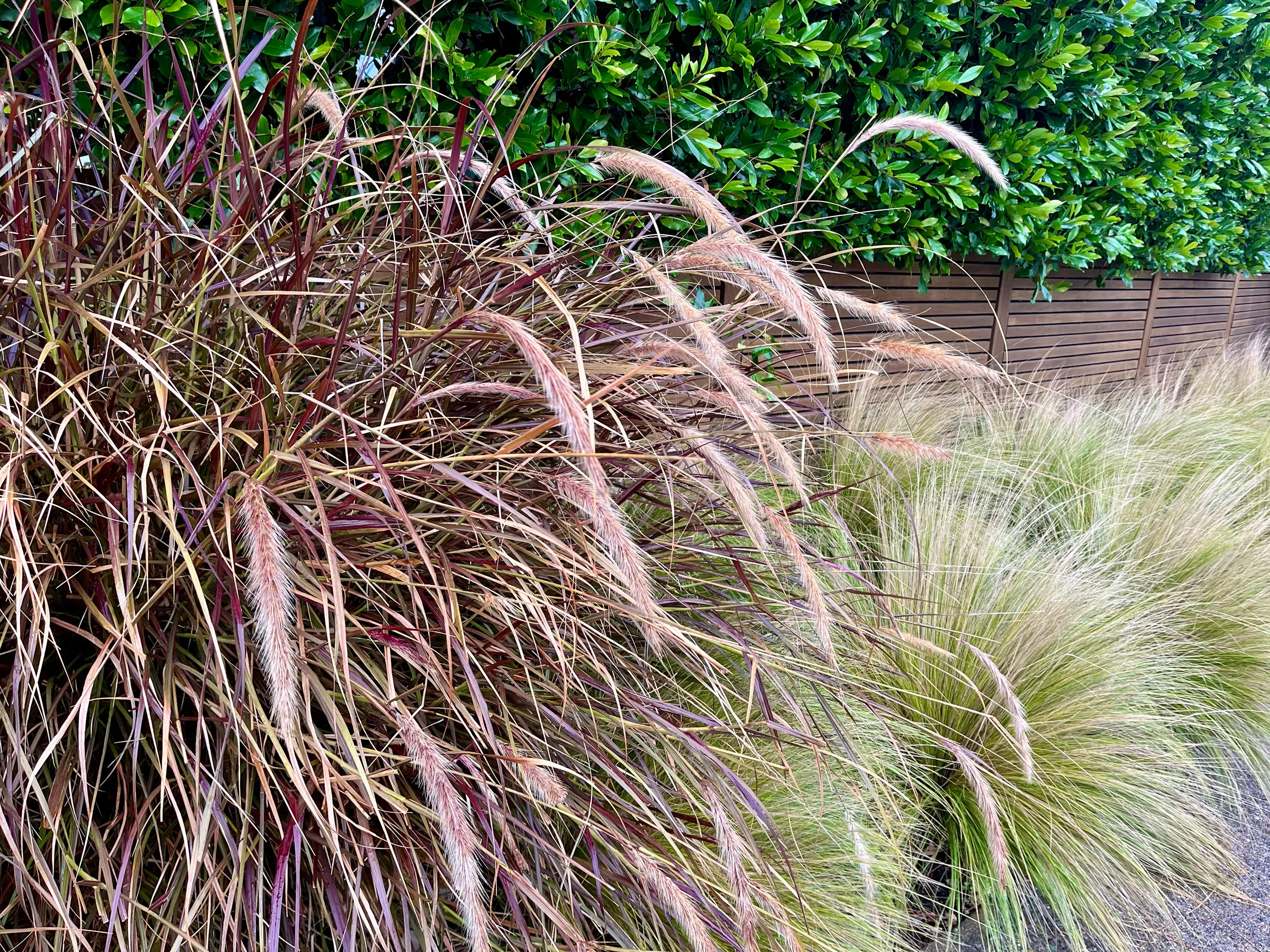 When (and Why) to Cut Back Ornamental Grasses in Early Spring