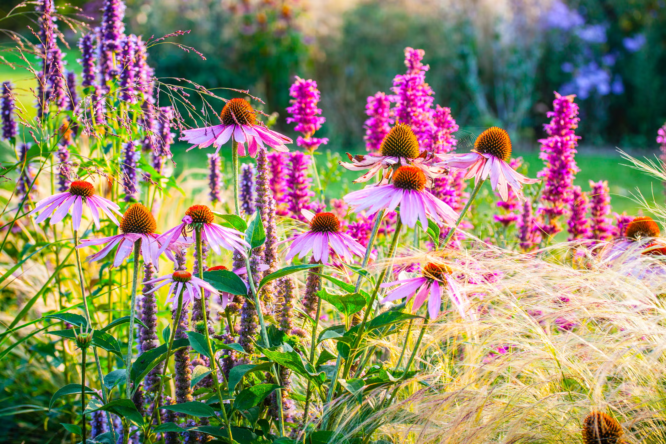 Designing a Cutting Garden: Early Planning for Summer Blooms