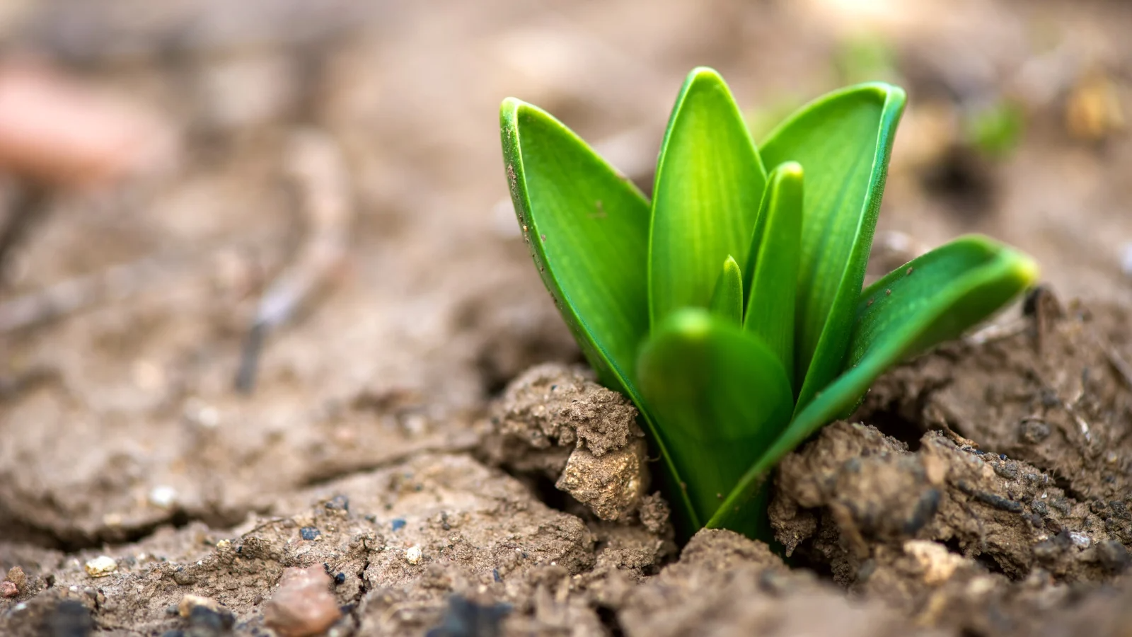 Spring Bulbs Emerging? What to Do When Shoots Appear Too Early