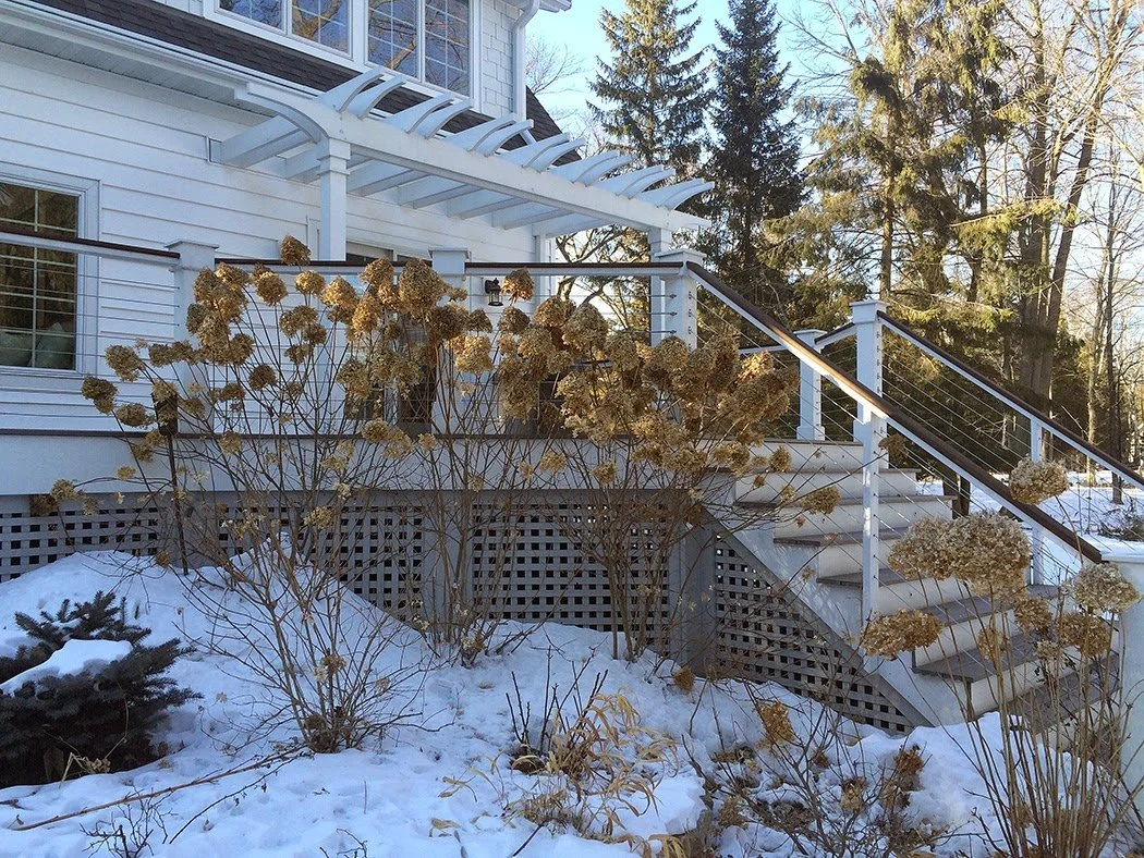 Limelight Hydrangeas on the Seacoast: How to Grow Strong Blooms in Salt Wind and Sandy Soil