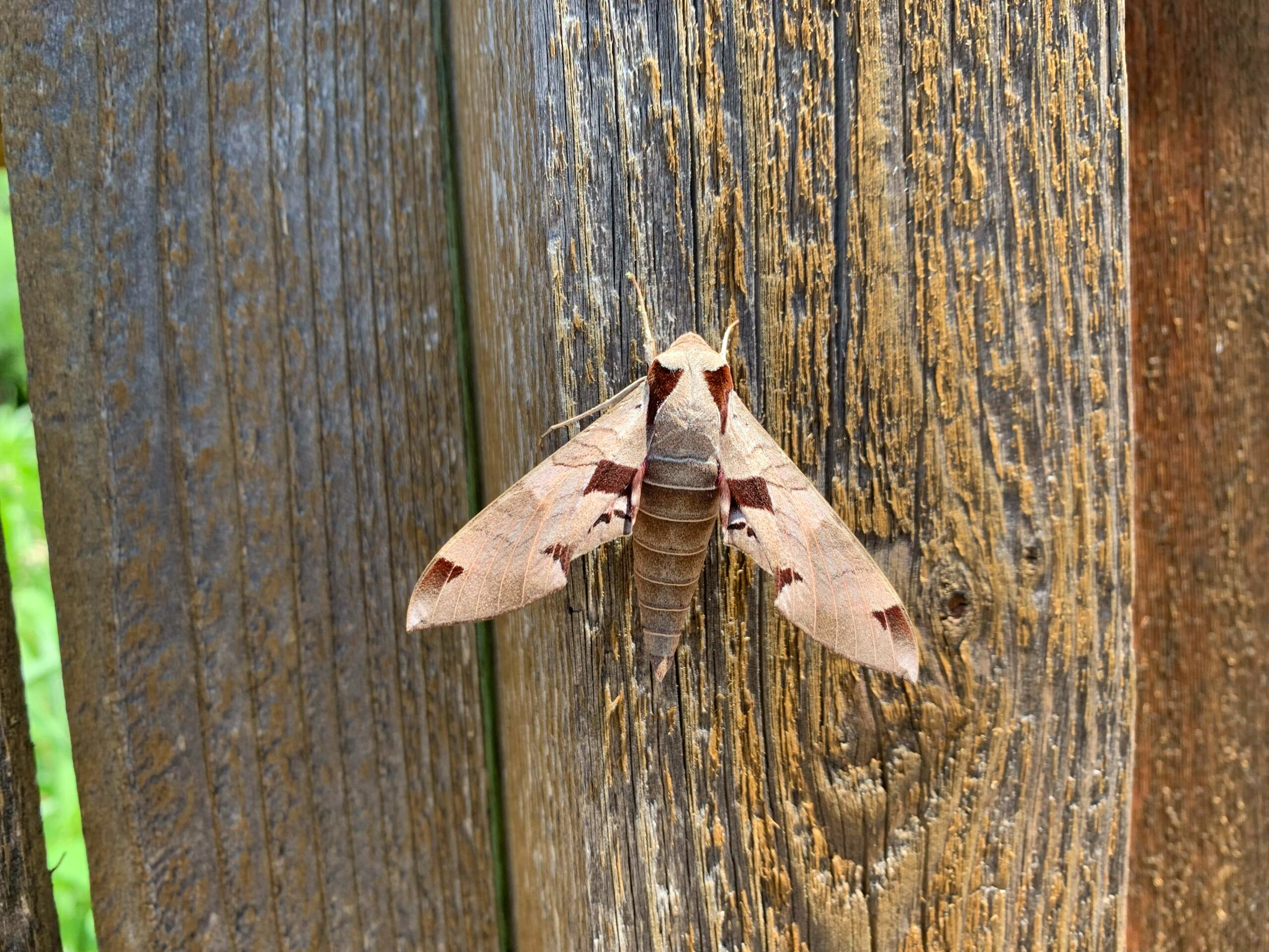 Cleaning Up Perennial Beds Without Disturbing Wildlife: A Smarter Approach to Spring Tidying