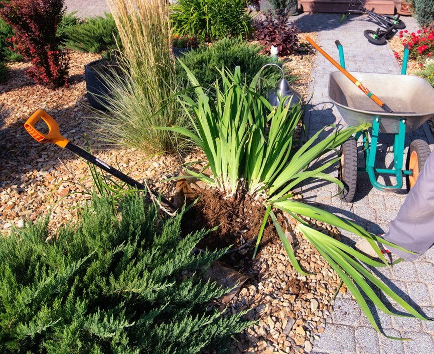 Dividing Perennials: Which Plants to Split and When