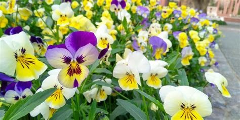 Top 5 Cold-Tolerant Annuals to Plant in April (Start Now!)