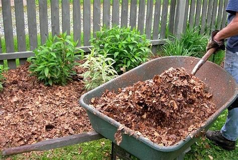 Mulching for Moisture and Weed Control: The March Sweet Spot