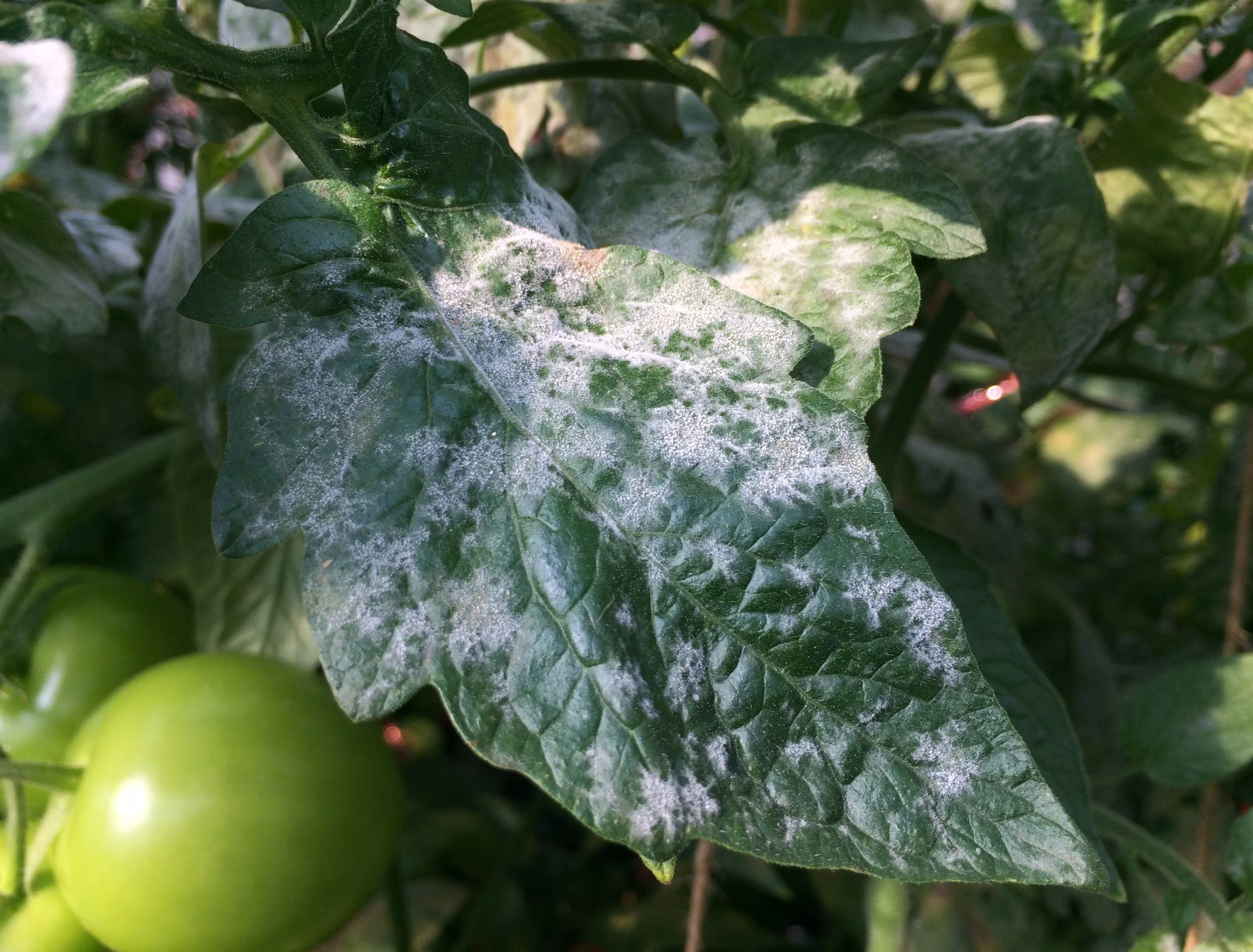 Powdery Mildew Prevention in April: A Seacoast Gardener's Guide to Protecting Your Plants Early