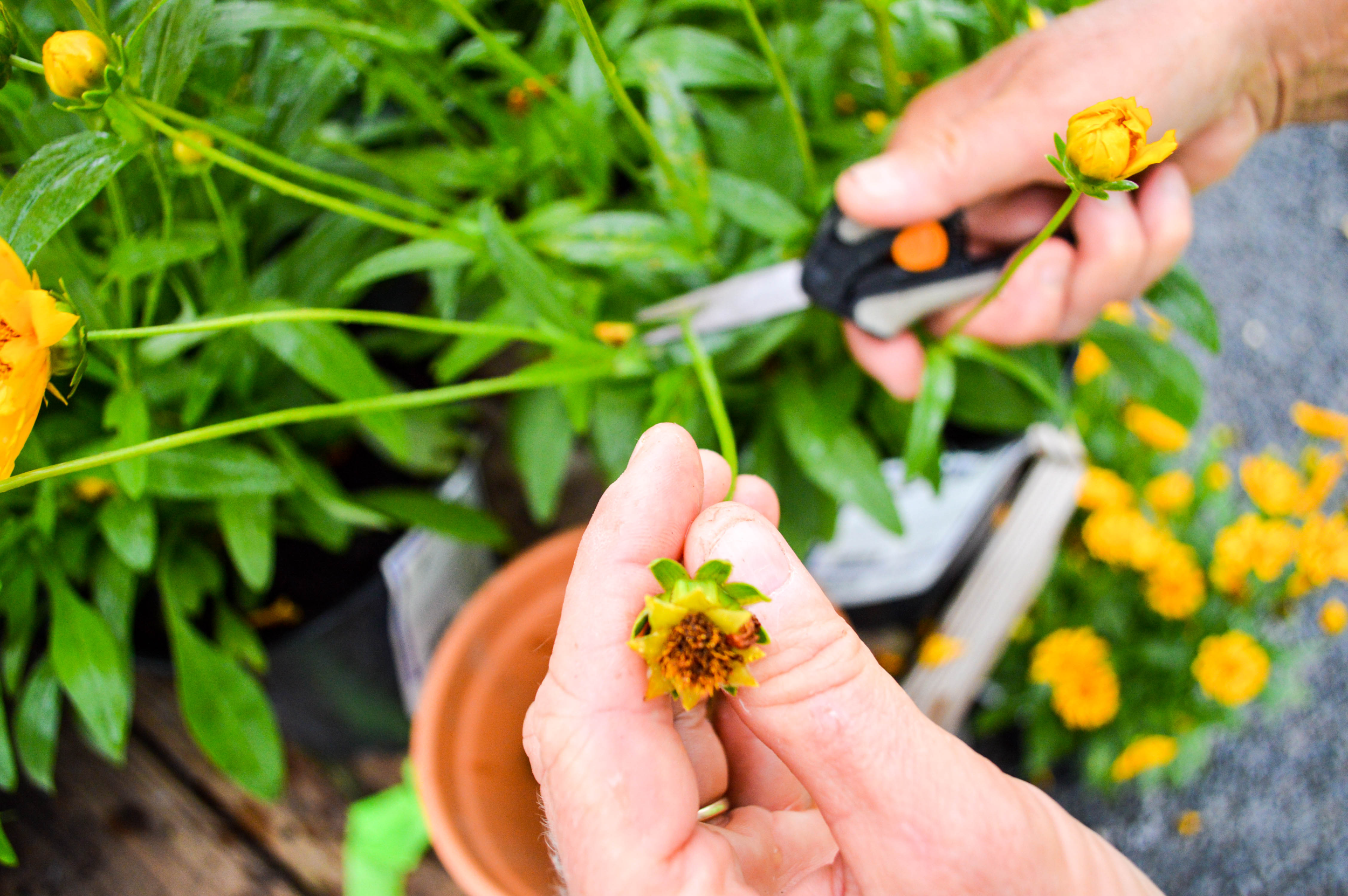 Deadheading for More Blooms: Easy Techniques for Beginners