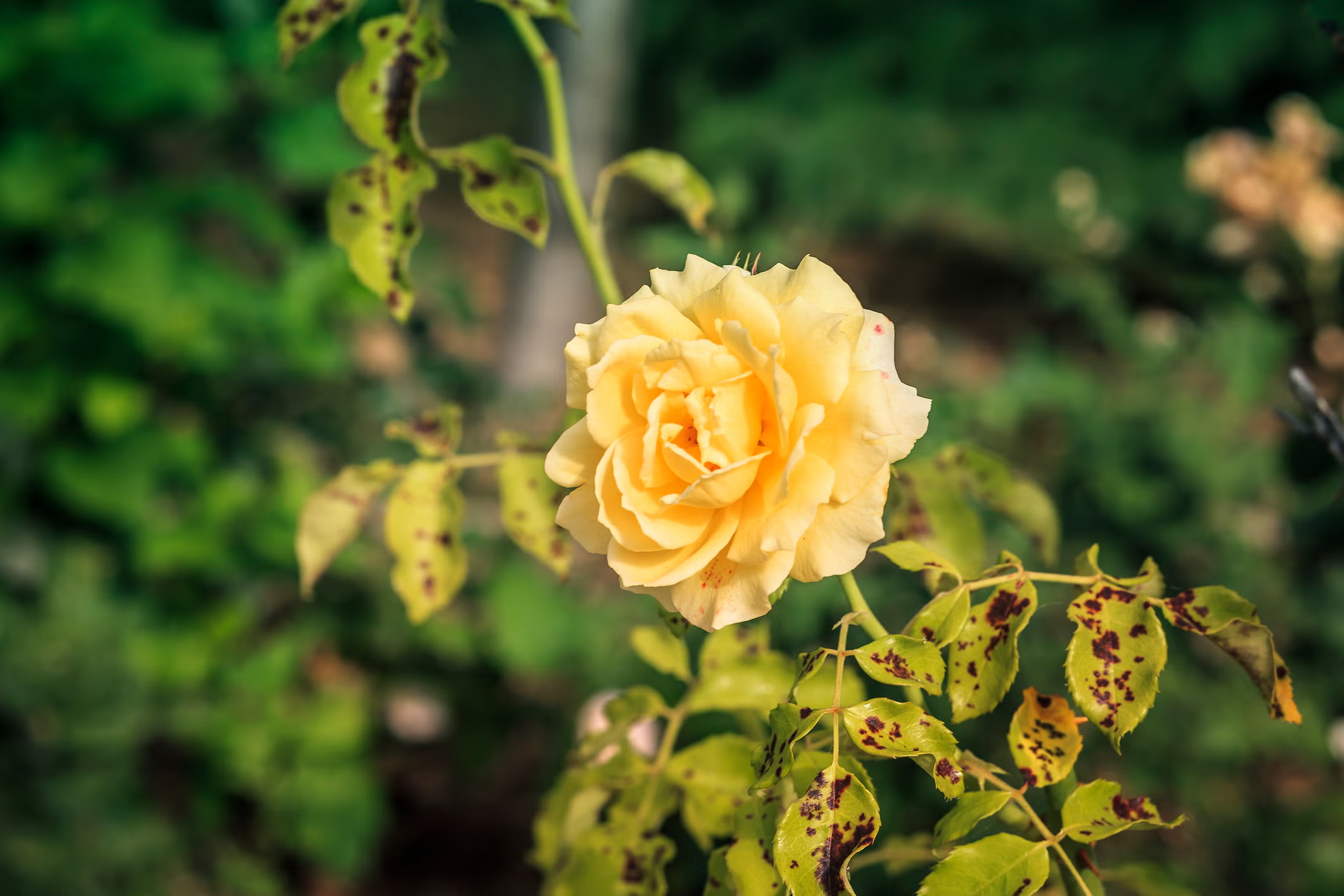 Black Spot on Roses in Exeter: Why It Starts in Early Summer and How to Stay Ahead of It