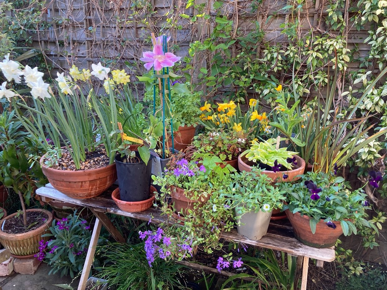 Container Gardening for Small Spaces in North Hampton, New Hampshire
