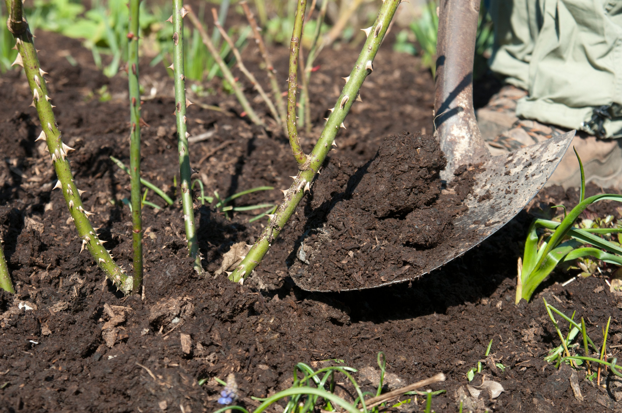 Early Summer Garden Checklist for the Seacoast