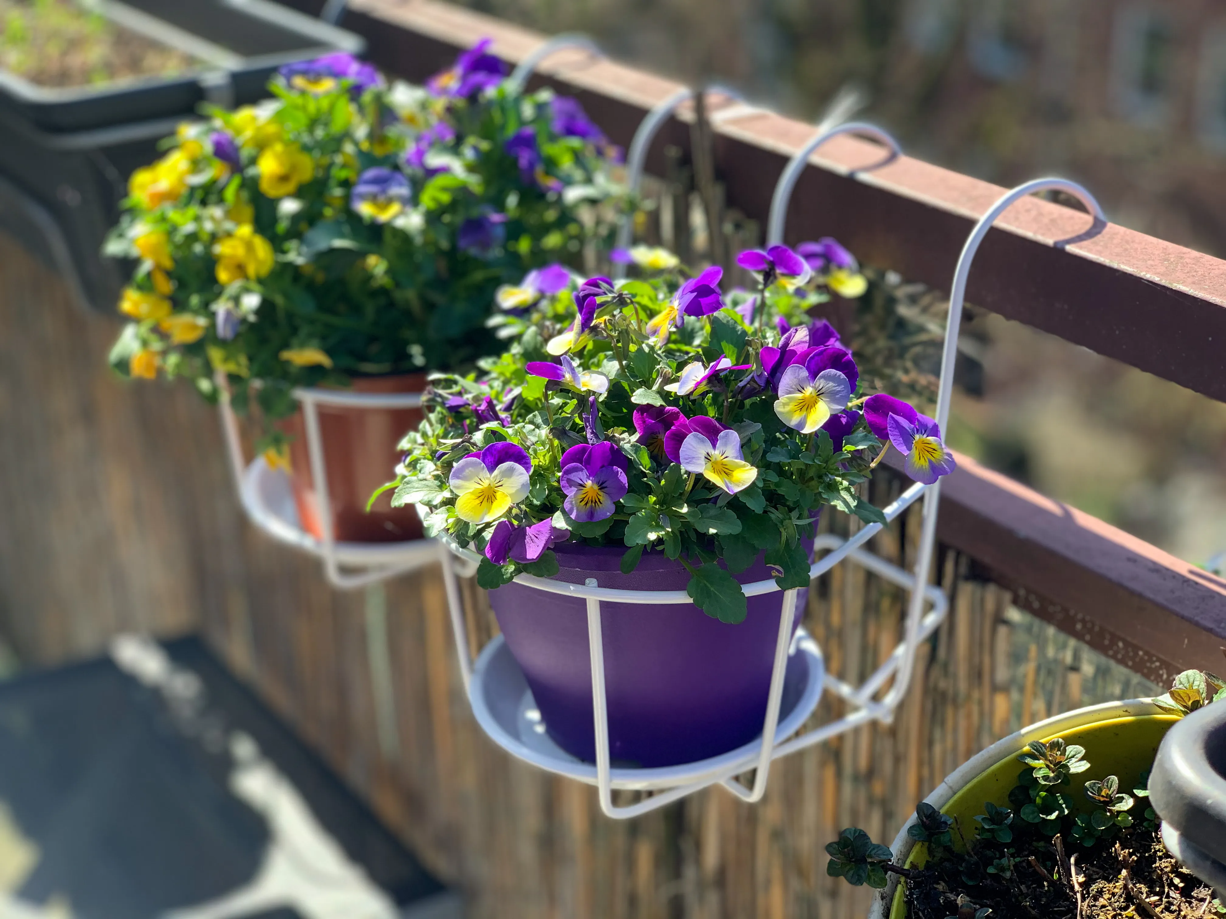 How to Keep Container Gardens Thriving in Summer in Exeter, NH