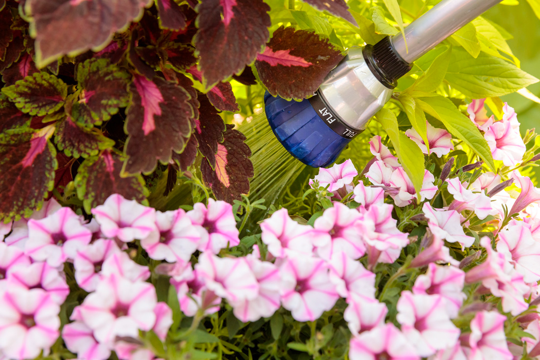 Feeding Annuals for Continuous Bloom
