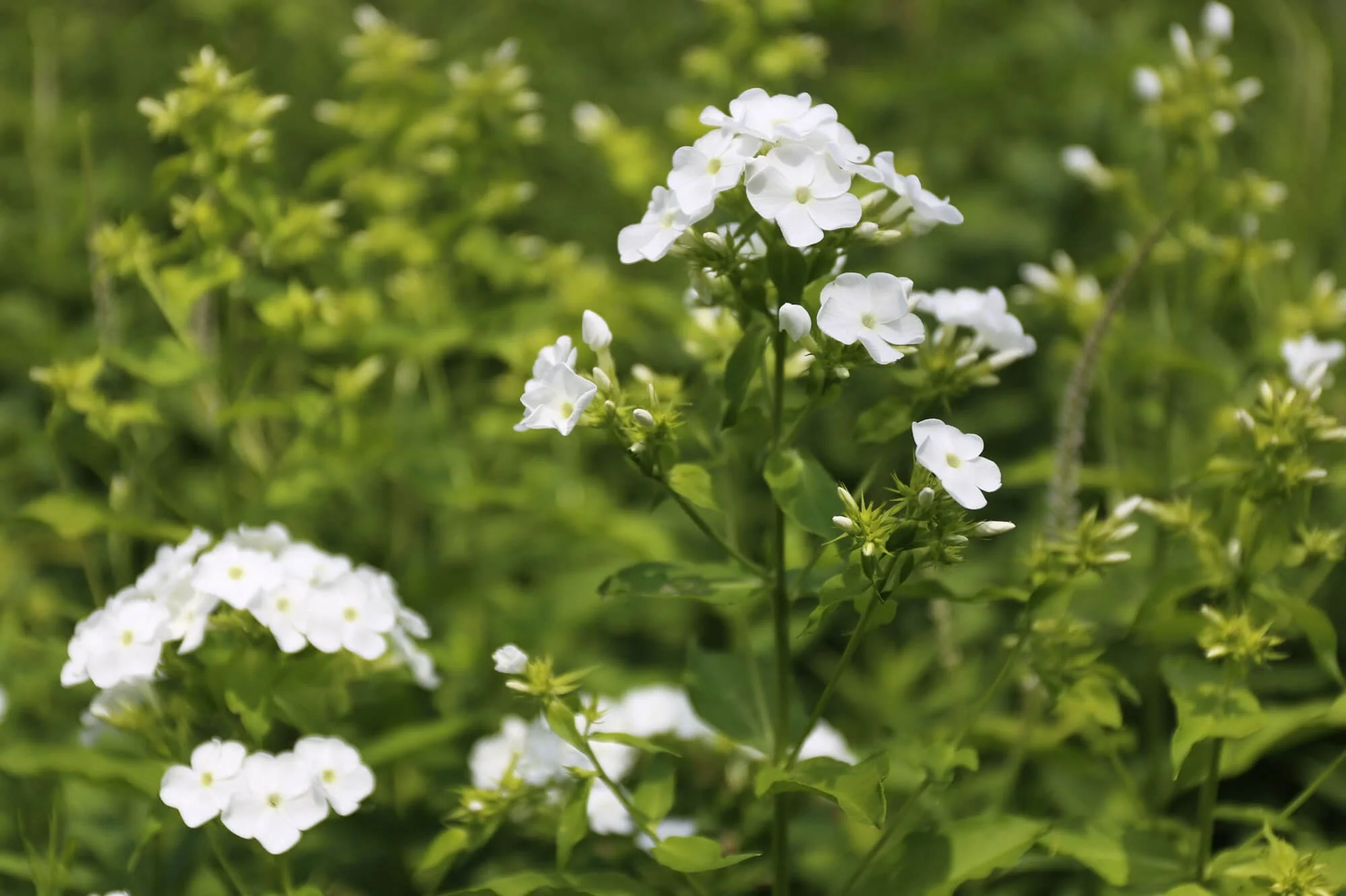 Cutting Back Perennials for Rebloom: How Strategic Trimming Brings a Second Flush of Color to North Hampton Gardens