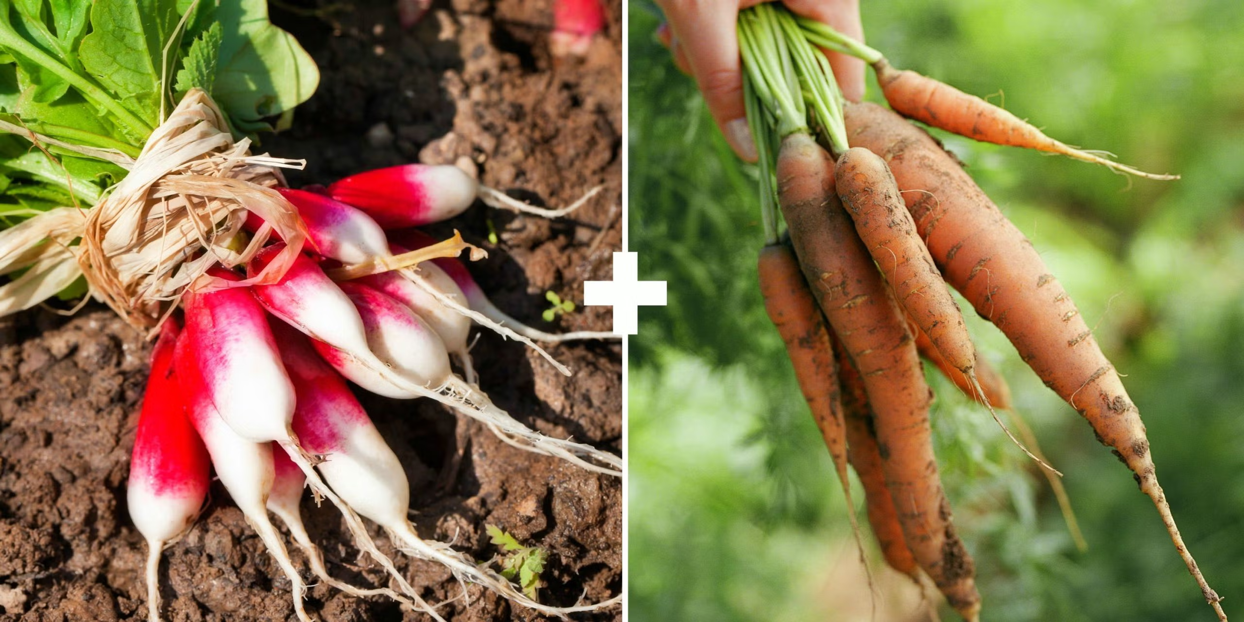 How Pairing Plants Thoughtfully Benefits Vegetables and Flowers in Rye, NH Gardens