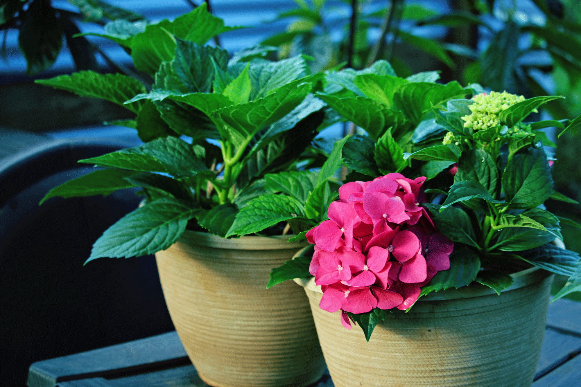Keeping Hydrangeas Healthy, Hydrated, and Blooming Beautifully in Portsmouth, NH
