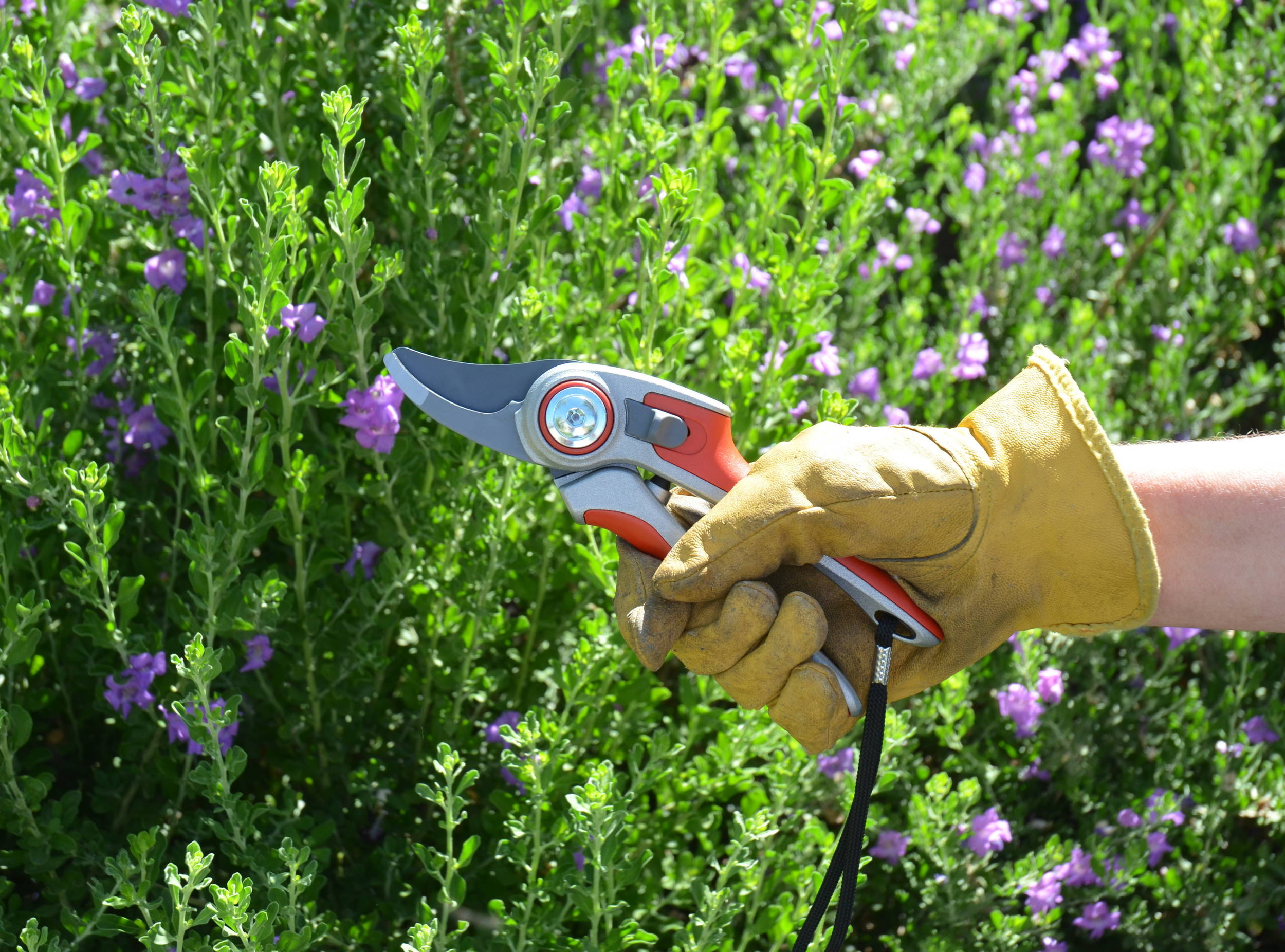 July Garden To-Do List for Hampton, NH Homeowners