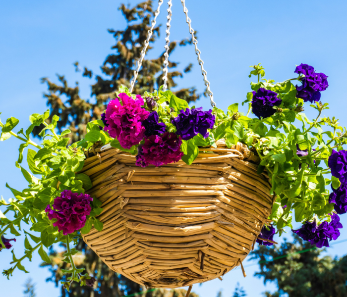 How to Keep Hanging Baskets Lush All Summer