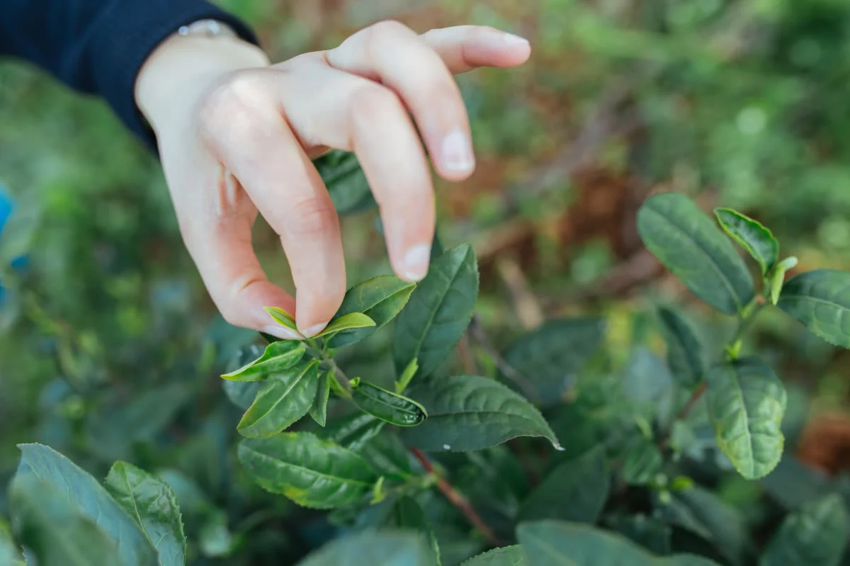 Pinching Annuals for Fuller Growth