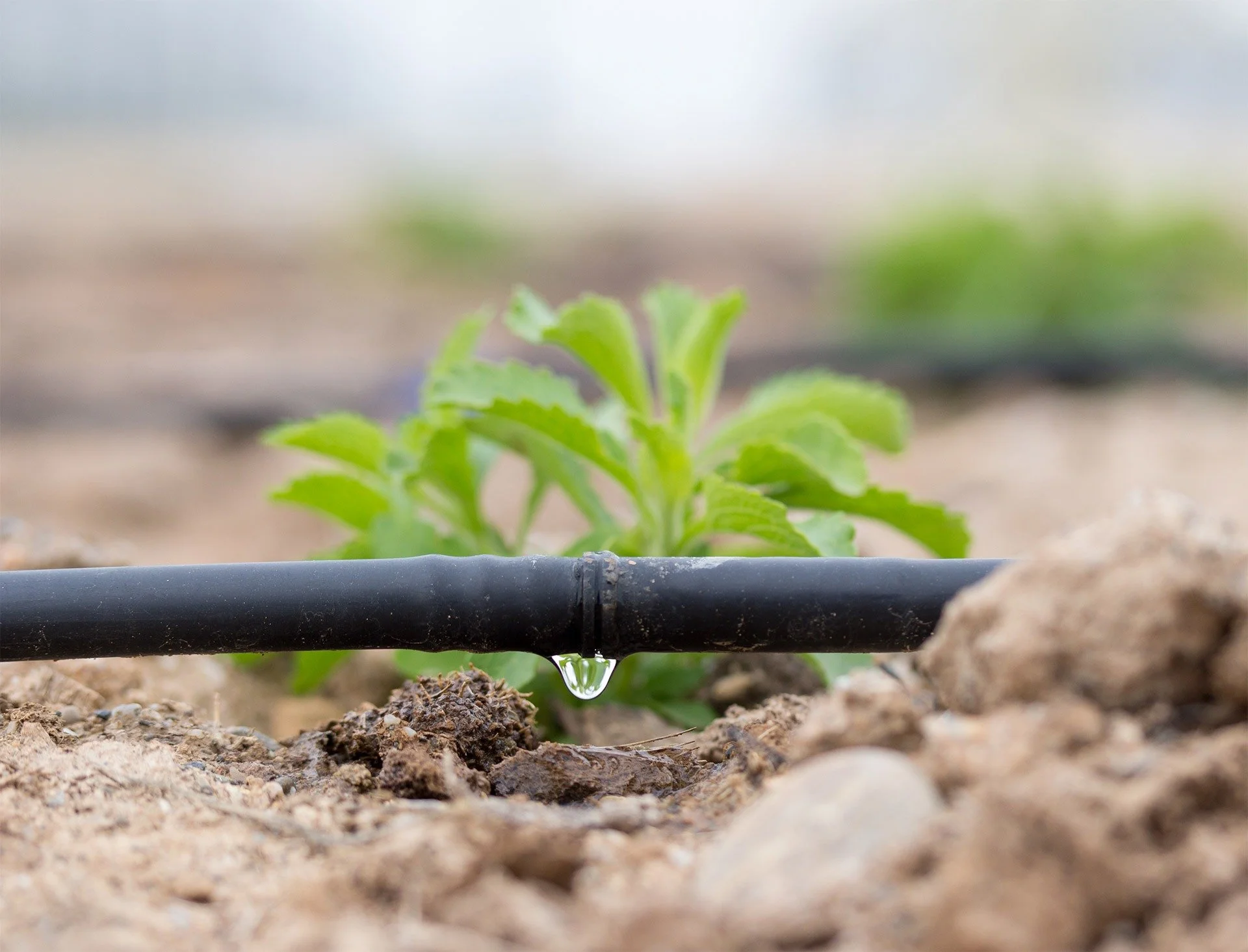 Coping with Drought: Smart Watering Solutions