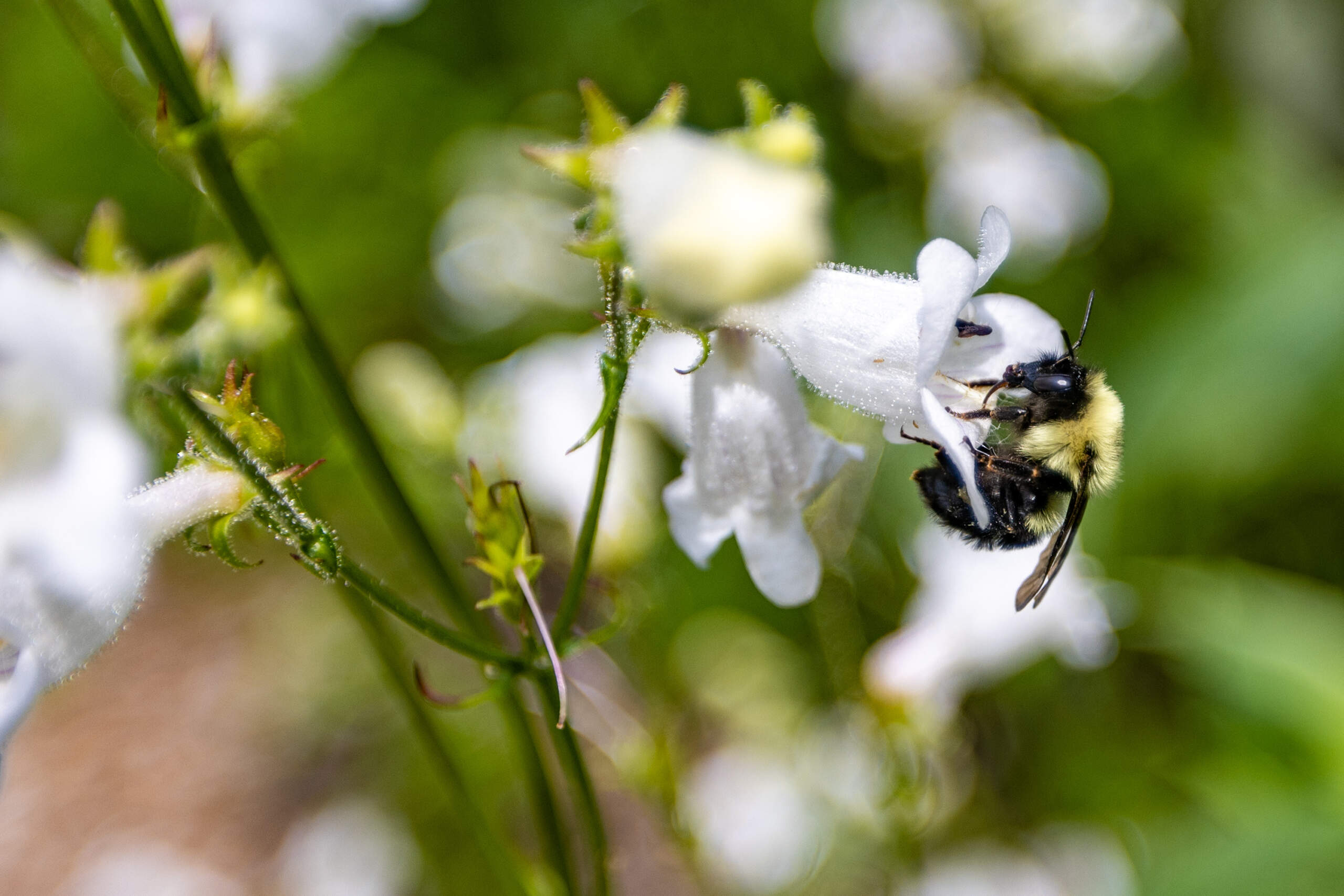Pollinator Power: Plants That Buzz in July