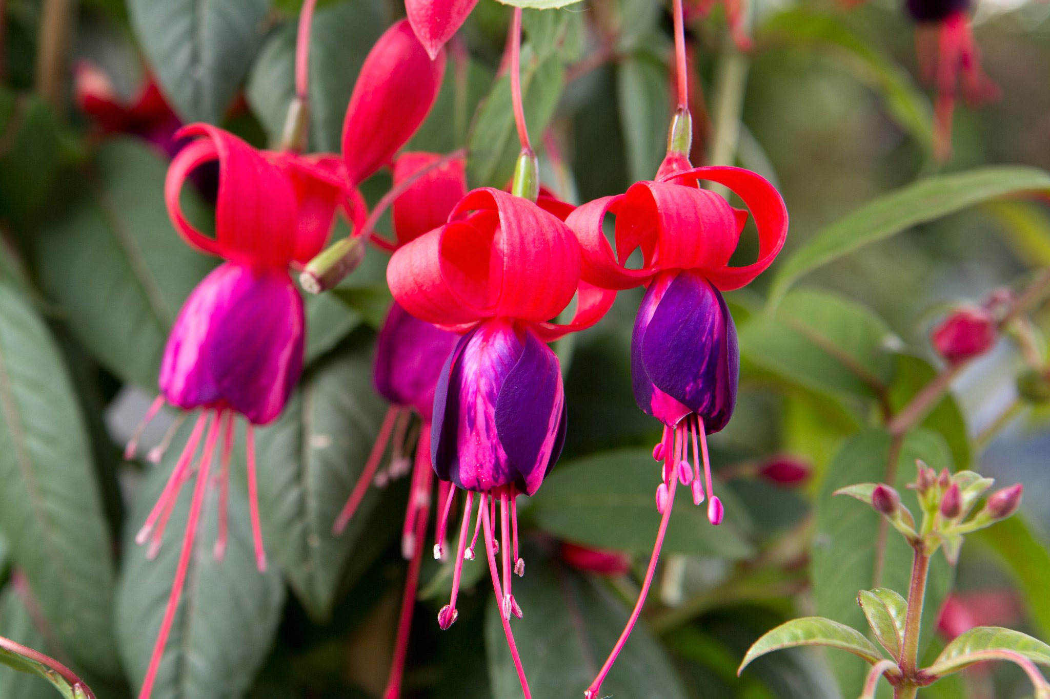 When and How to Prune Summer Flowering Shrubs