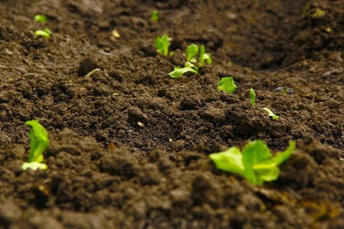 Soil Health in Summer: Keeping Microbes Alive in Rye, NH