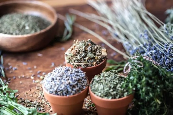 Harvesting Herbs and Drying Them for Later Use in Exeter, NH