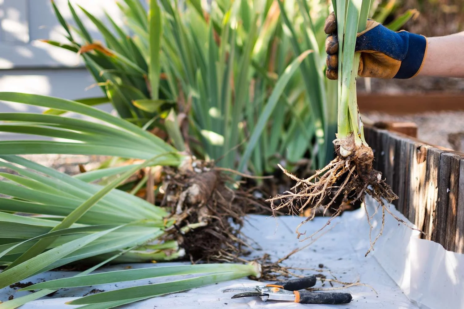 Dividing and Transplanting Bearded Iris in Summer: An Exeter Gardener's Guide