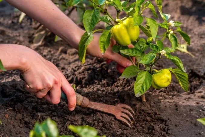 Late-Summer Planting: What You Can Still Sow in July in Rye