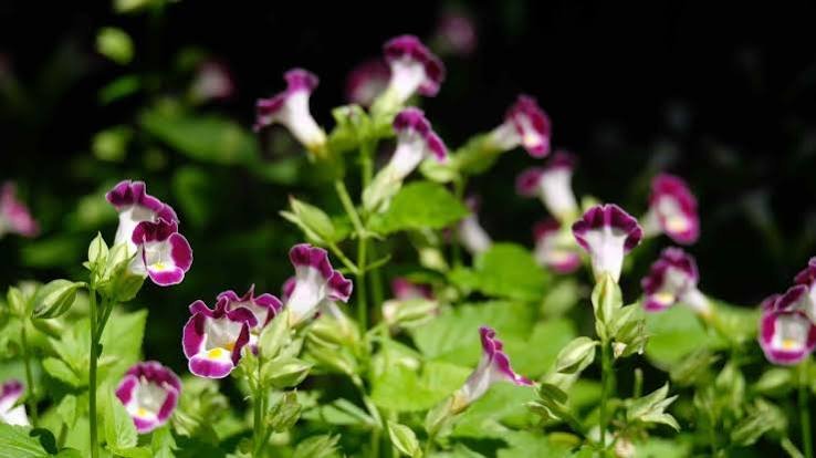 Reviving Tired Annuals: How to Bring Color Back in August