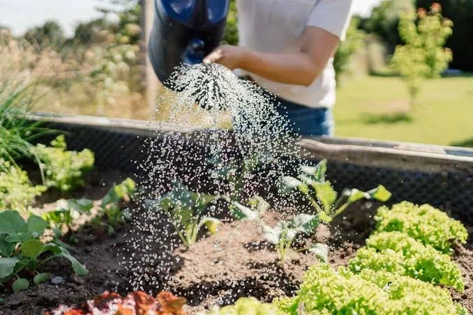 Watering Smarter: Beat the Heat Without Wasting Water